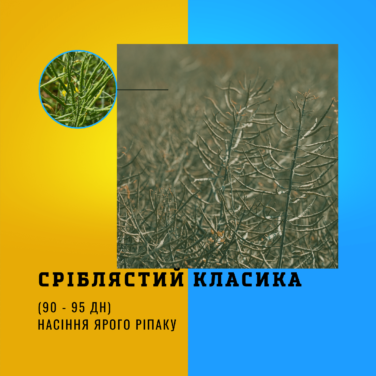 Насіння ярого ріпаку гібрид СРІБЛЯСТИЙ ( КЛАСИКА )ранньостиглий - 90-95 дн.