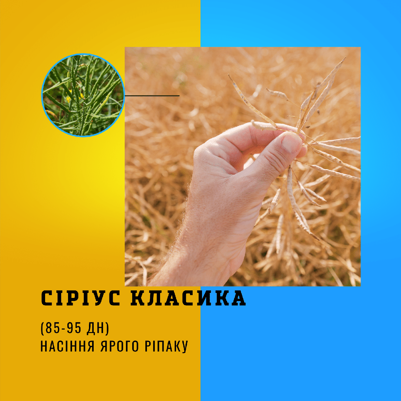 Насіння ярого ріпаку гібрид - СІРІУС ( КЛАСИКА )ранньостиглий - 85 - 95 дн.