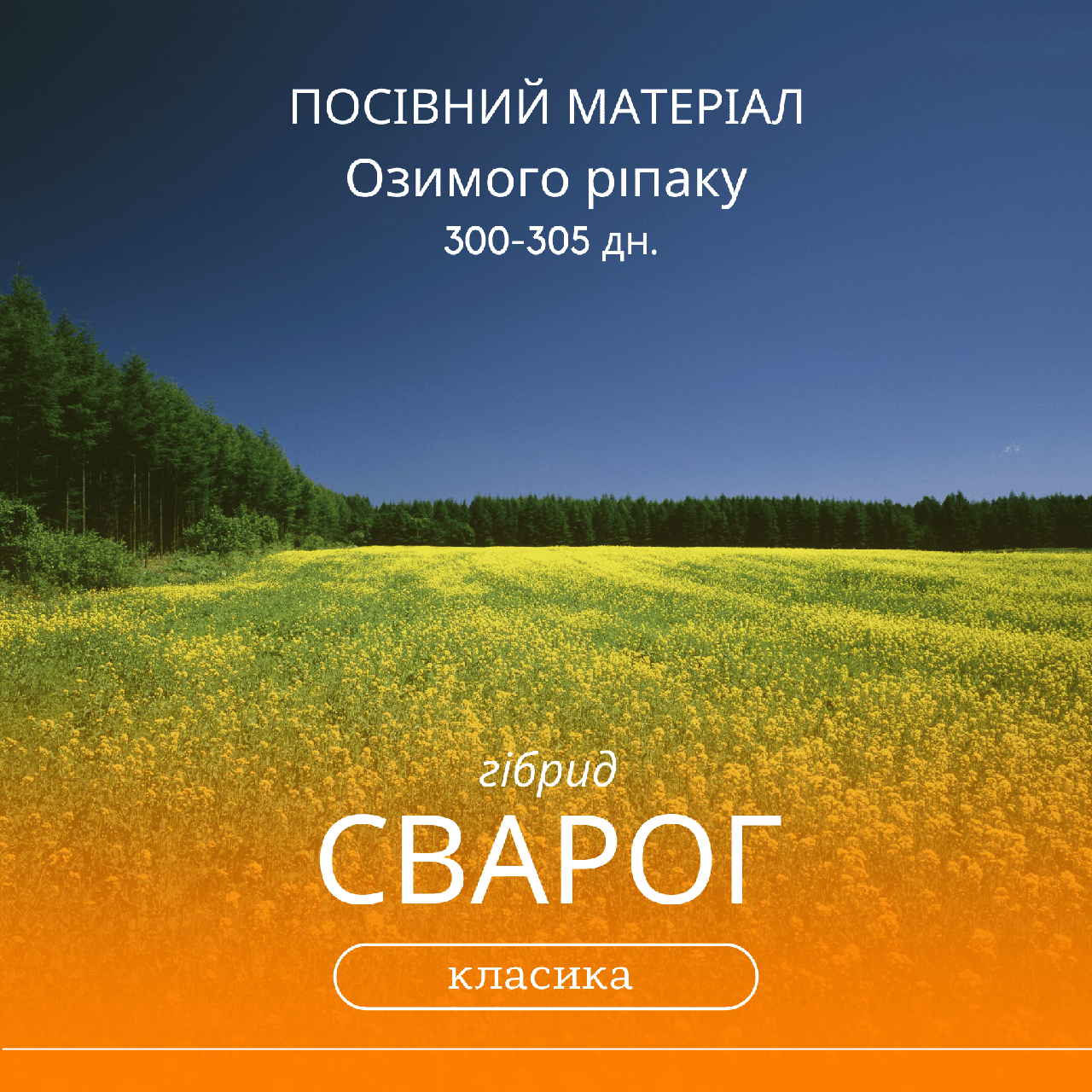 Насіння озимого ріпаку СВАРОГ ( класика ) гібрид 300 - 305 днів
