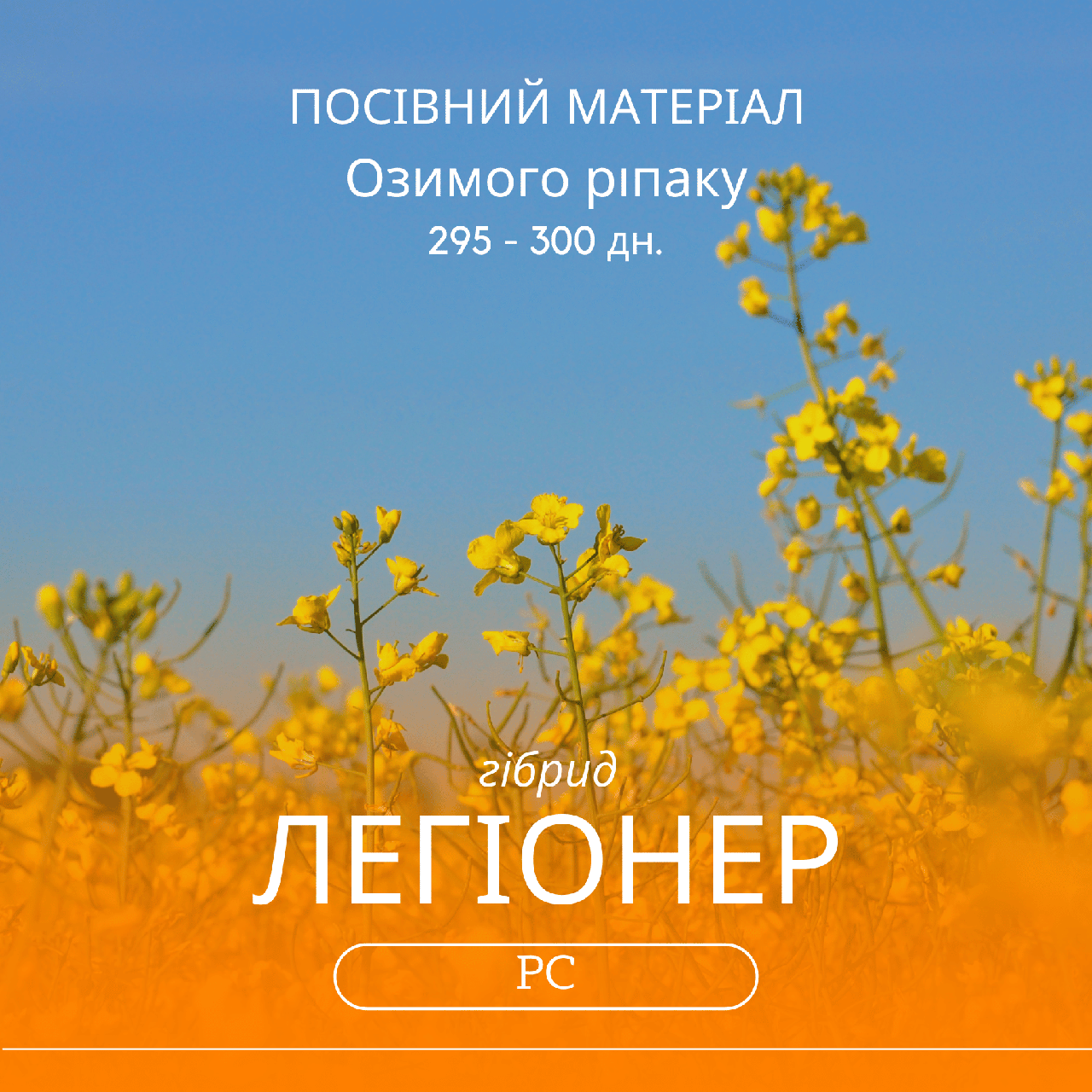Насіння озимого ріпаку ЛЕГІОНЕР (під гліфосат) гібрид 295 - 300 днів