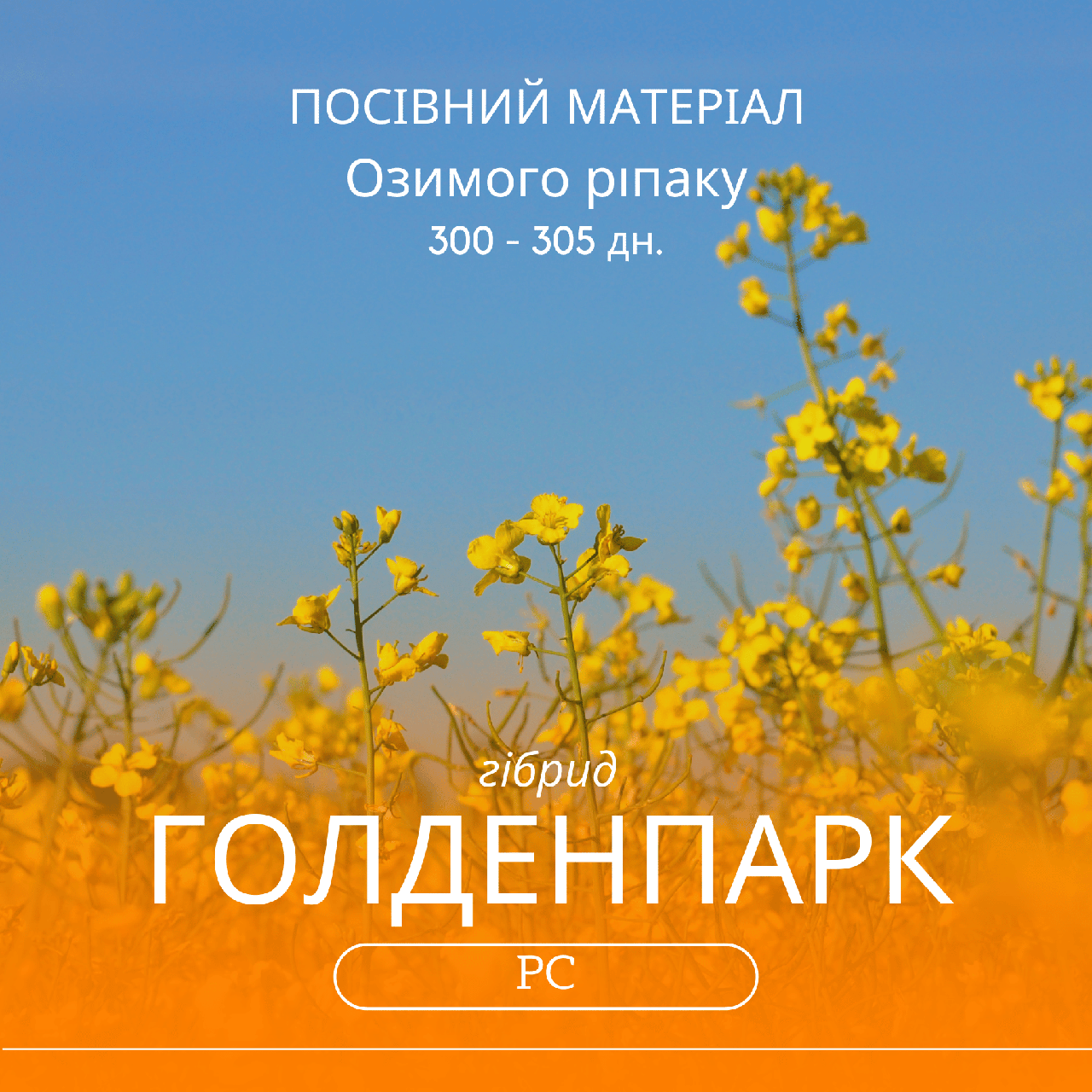Насіння озимого ріпаку ГОЛДЕНПАК РС, (під гліфосат) гібрид 300 - 305 днів