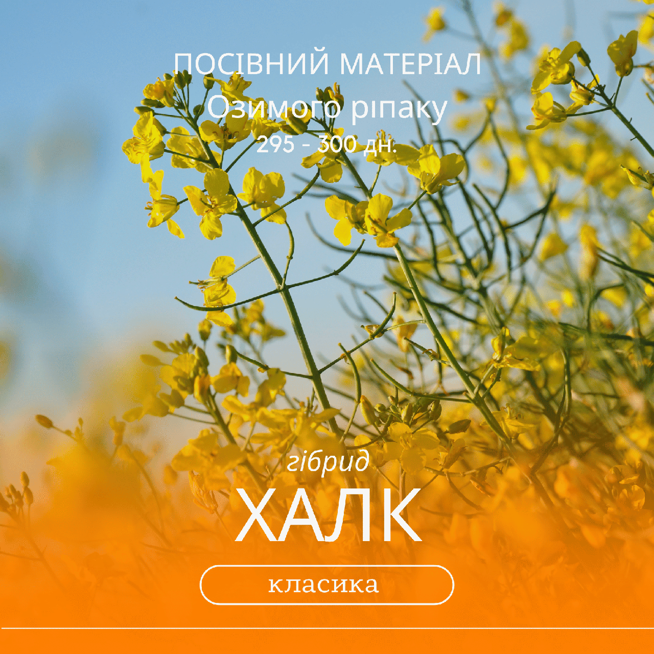 Насіння озимого ріпаку ХАЛК (КЛАСИКА) гібрид 295-300 дн., ранньостиглий, від Української селекції Вніс