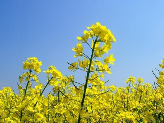 Насіння озимого ріпаку гібрид Везувій РС