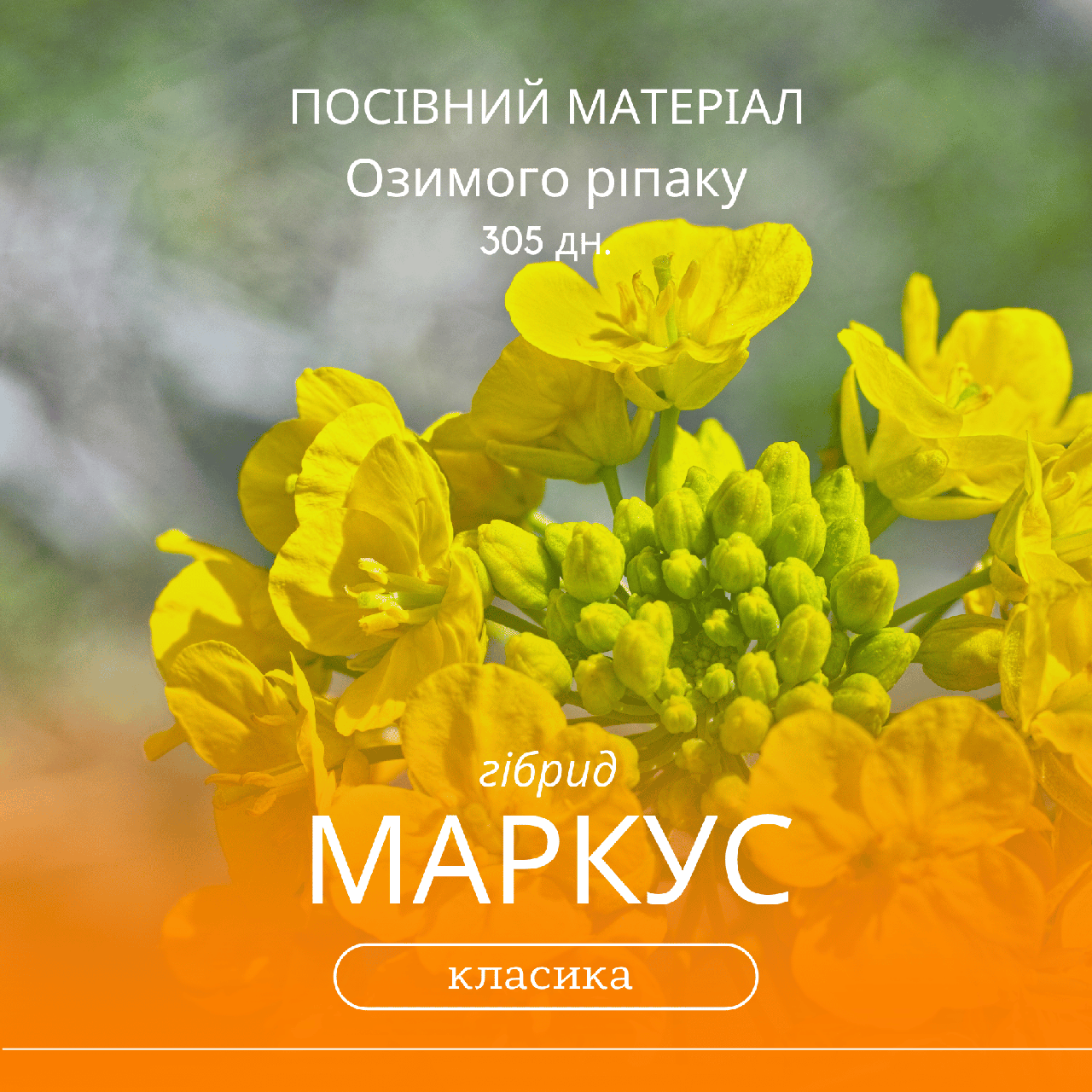 Насіння озимого ріпаку МАРКУС (класика) гібрид 305 дн., середньоранній