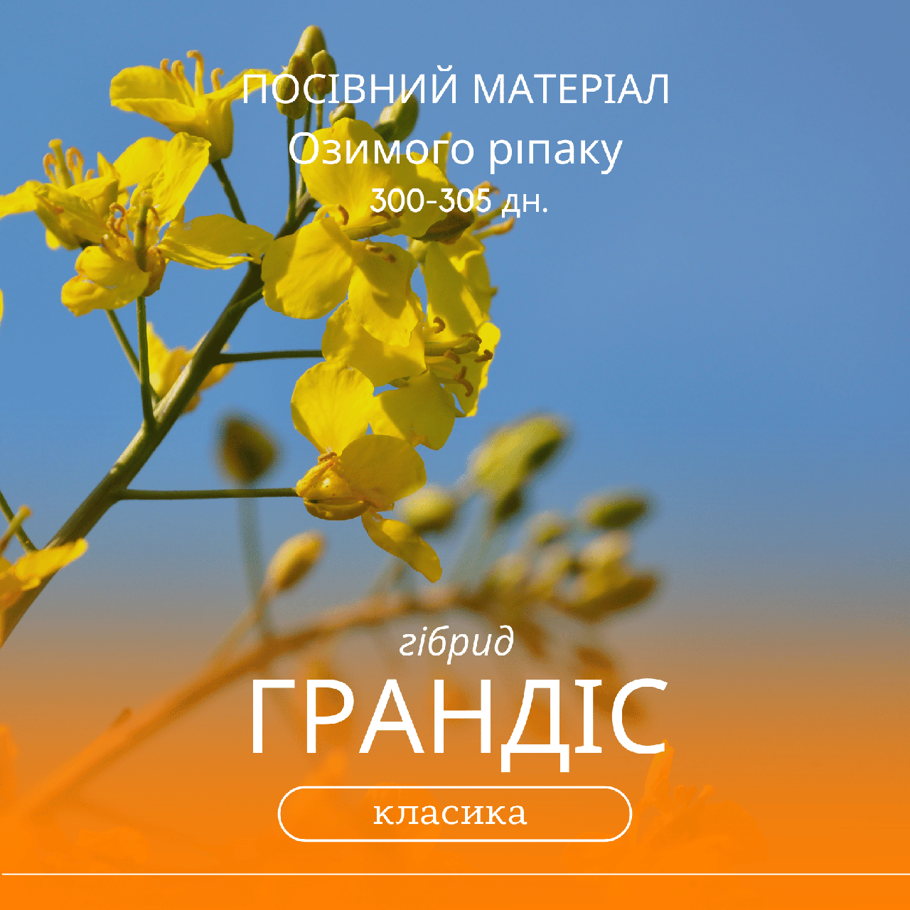 Насіння озимого ріпаку ГРАНДІС ( класика ) гібрид 300 - 305 днів