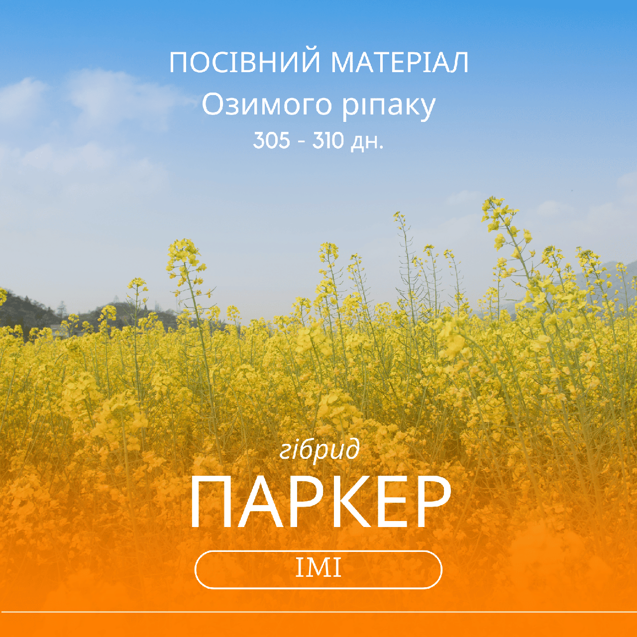 Насіння озимого ріпаку ПАРКЕР IMI гібрид 305-310 дн.середньоранній