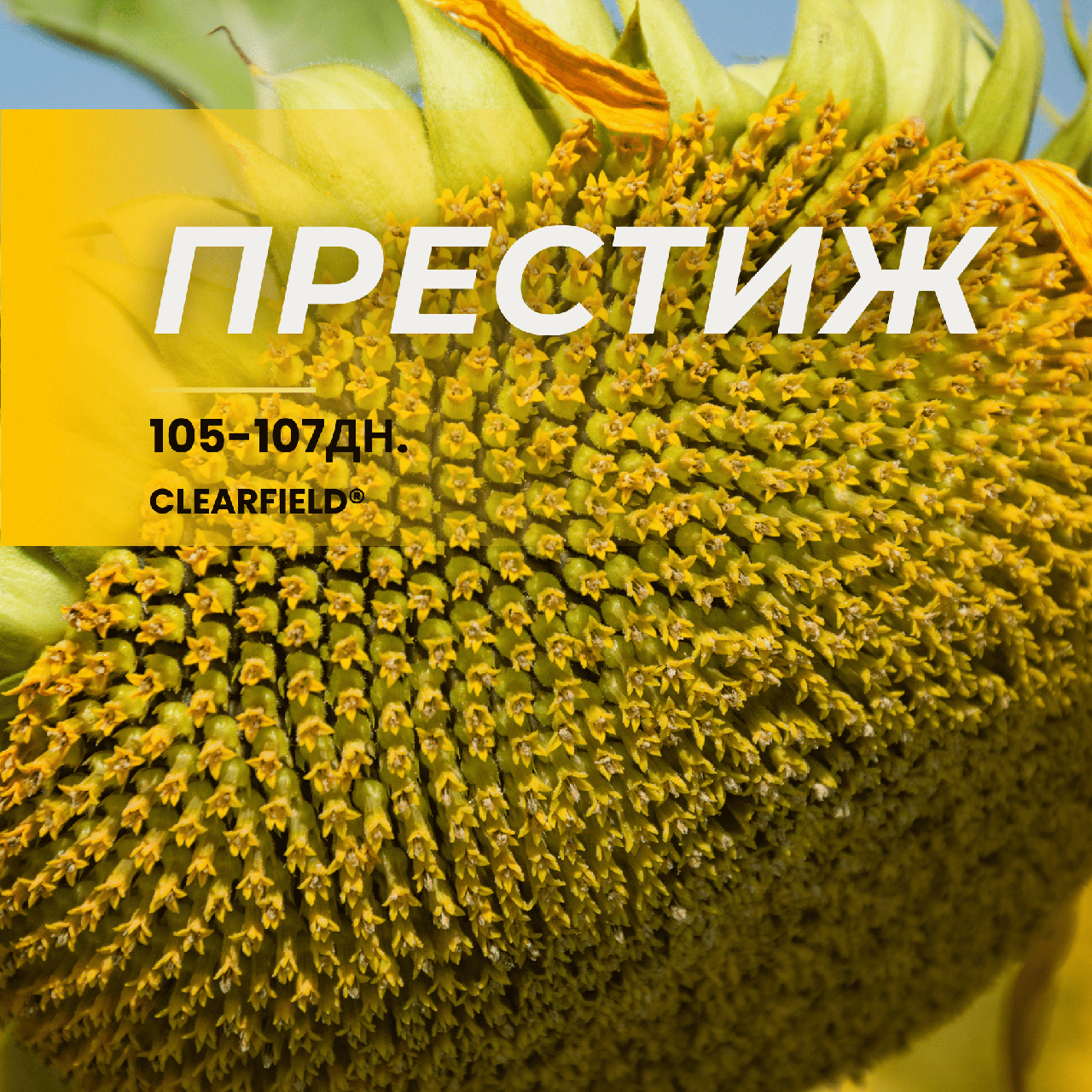 ПРЕСТИЖ (105-107 дн) висока стійкість до осипання (під євро-лайтнінг)