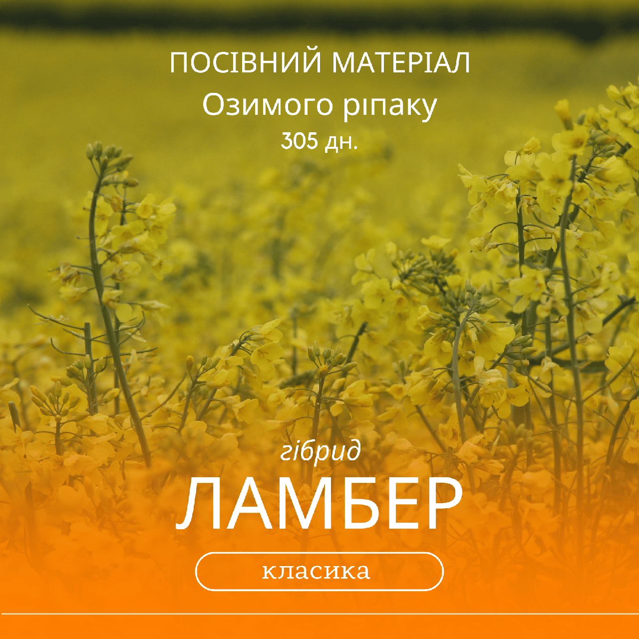 Насіння озимого ріпаку ЛАМБЕР ( класика ) гібрид 300 - 305 днів, середньоранній