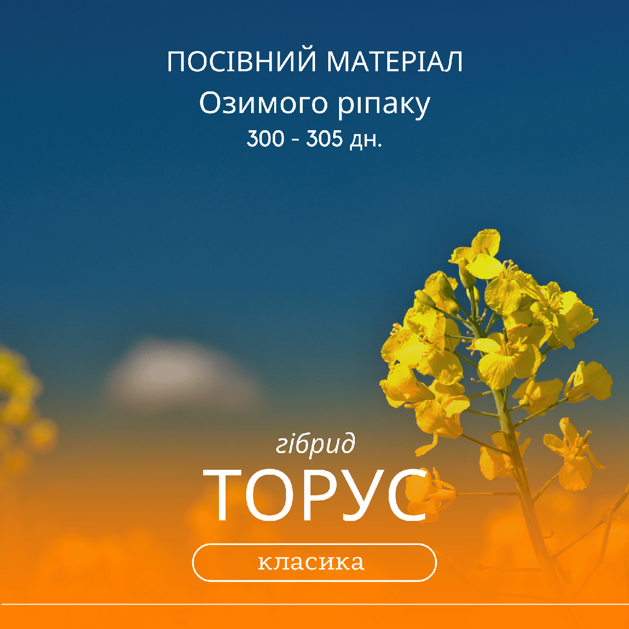Насіння озимого ріпаку ТОРУС ( класика ) 300-305 дн., середньоранній гібрид