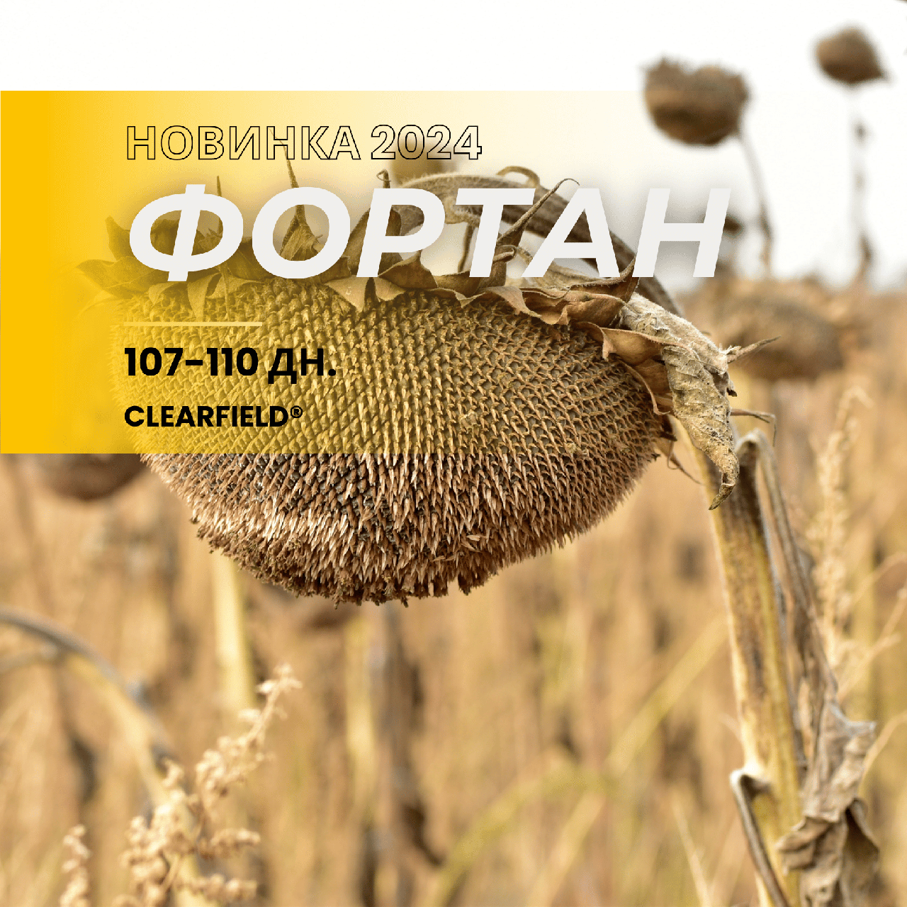ФОРТАН " (107 -110 днів) - стійкий до посухи. Насіння соняшника