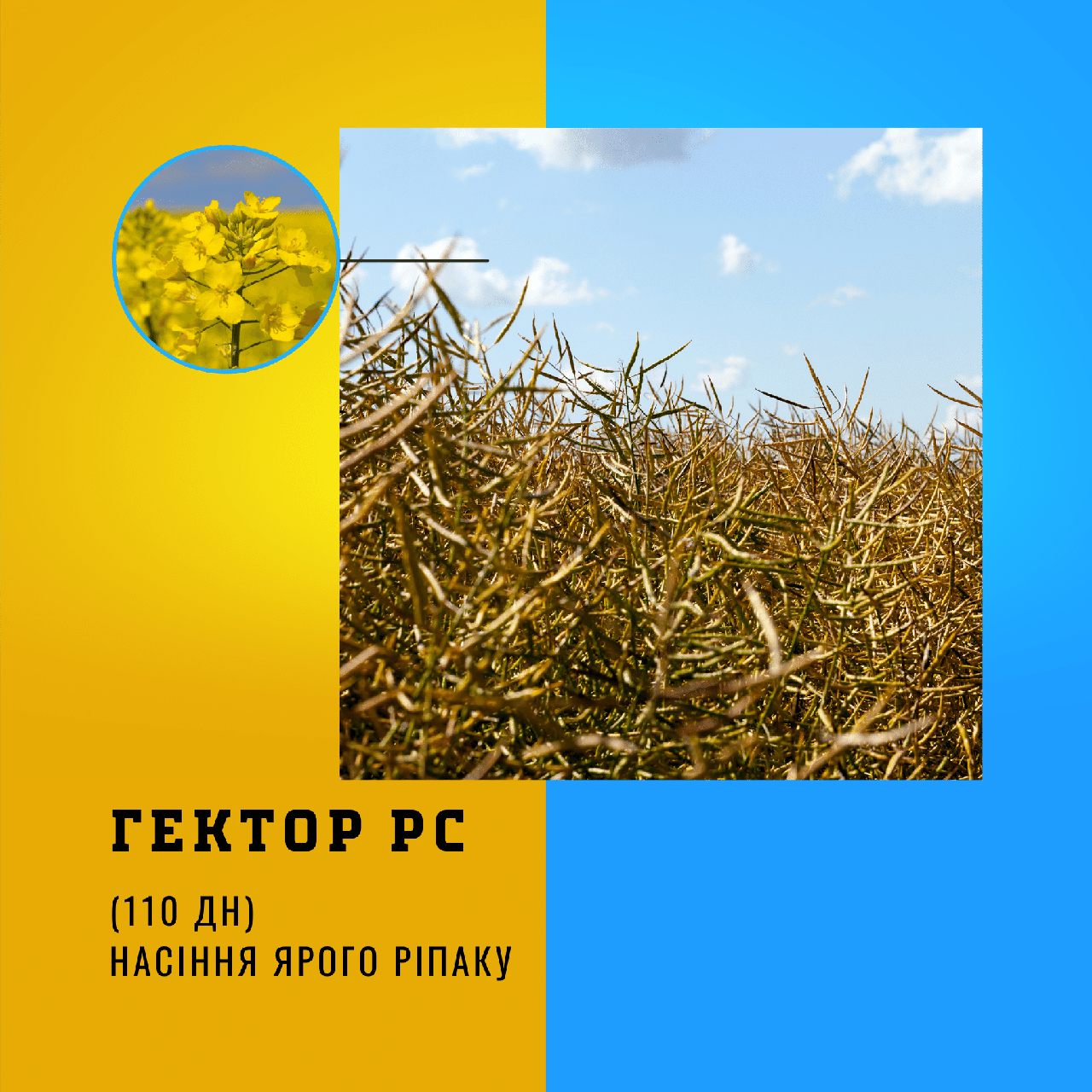 Насіння ярого ріпаку гібрид - ГЕКТОР РС, Середньоранній (110 дн.)
