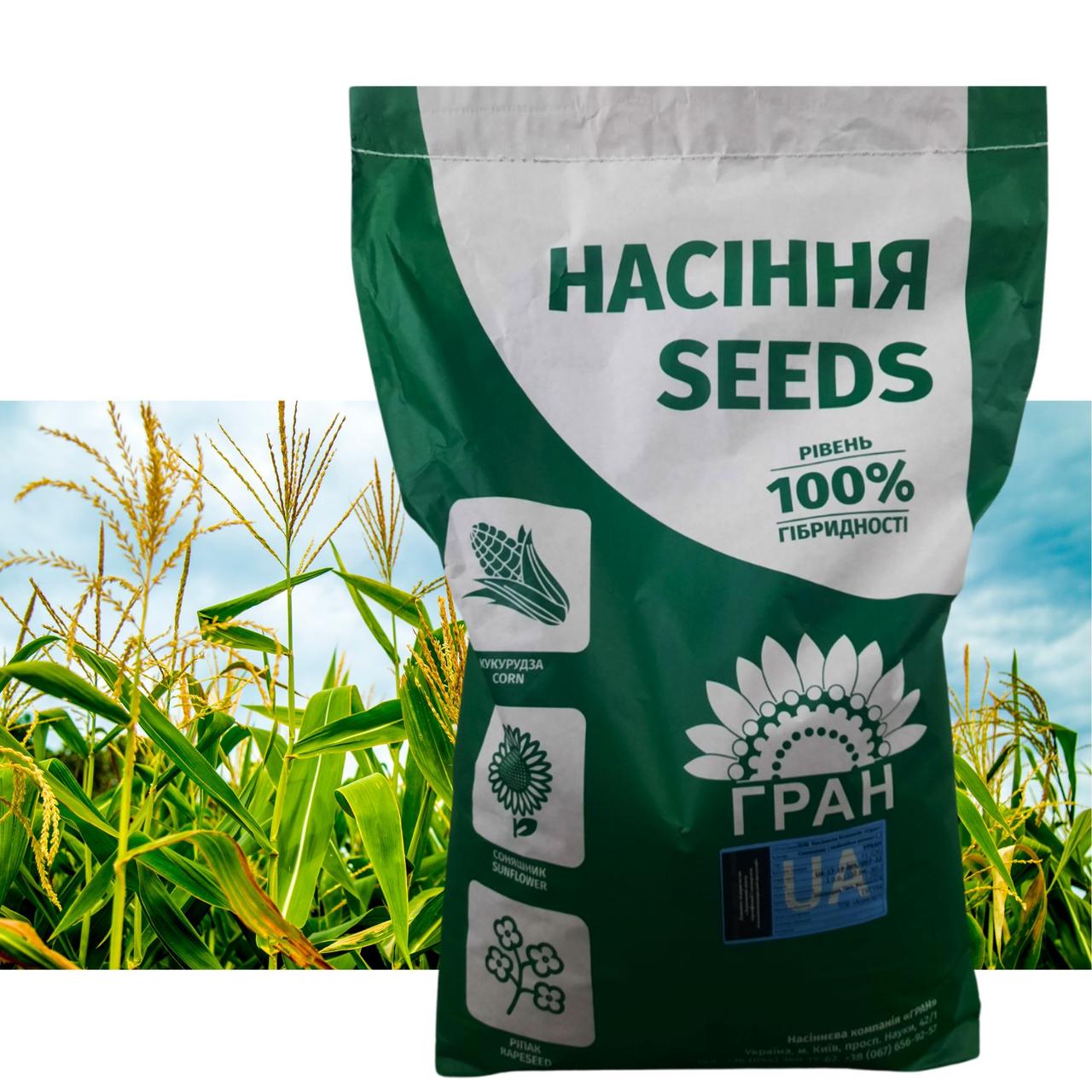 ГР 54 23 (ФАО 280 ) новинка 2024 насіння кукурудзи