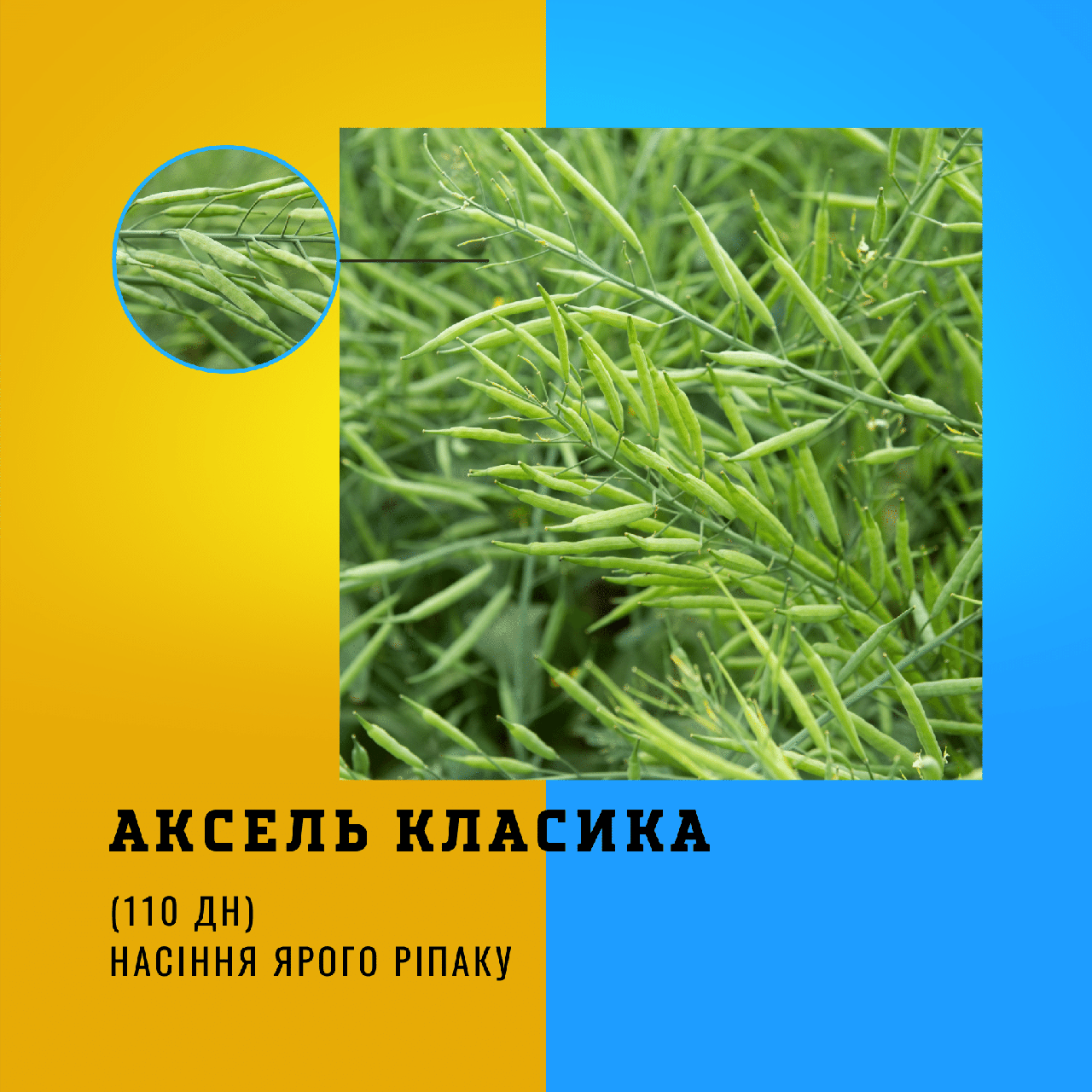 Насіння ярого ріпаку гібрид - АКСЕЛЬ (КЛАСИКА ) Ранньостиглий (95 дн.), 2024, 4,5-5