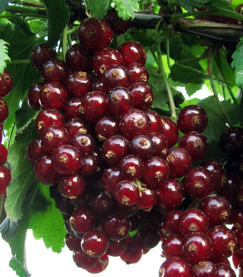 Порічка "Львів'янка" 2х річна (одночасне дозрівання плодів), фото 1