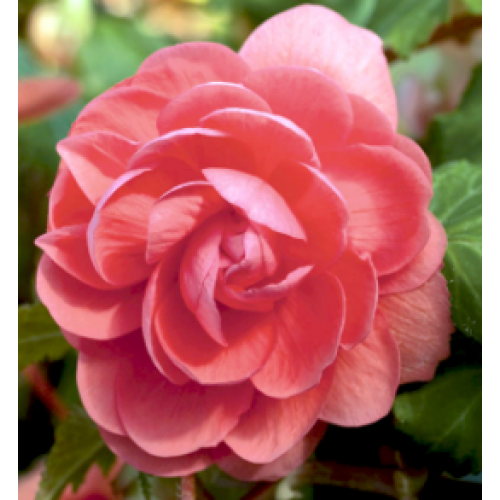 Соңғы BDSM онлайн бейнелері Жылтыр колготки порно видео