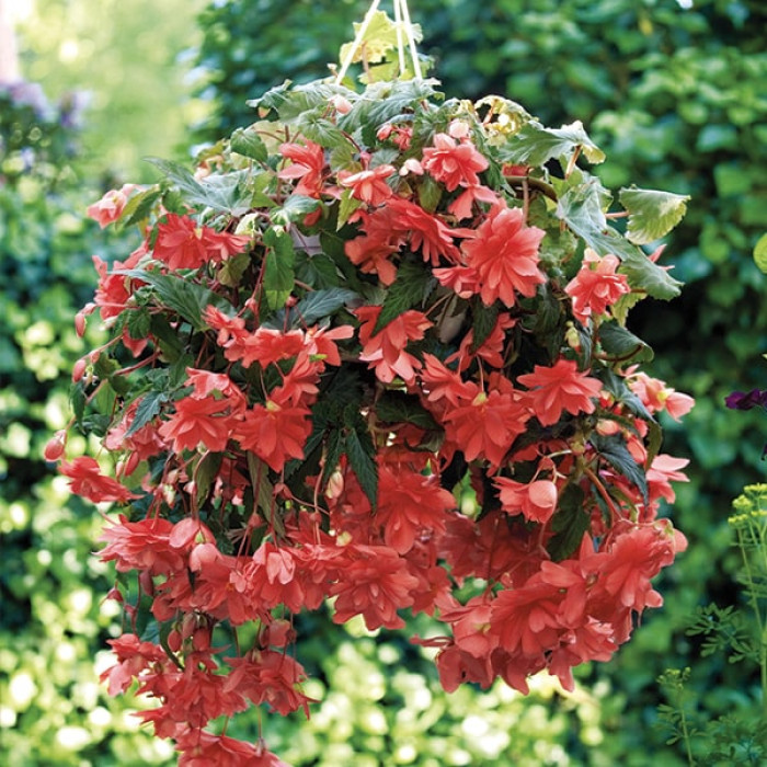 Дойки ком Өзбек пен Тәжік Пәкістандық қыздар порно видео