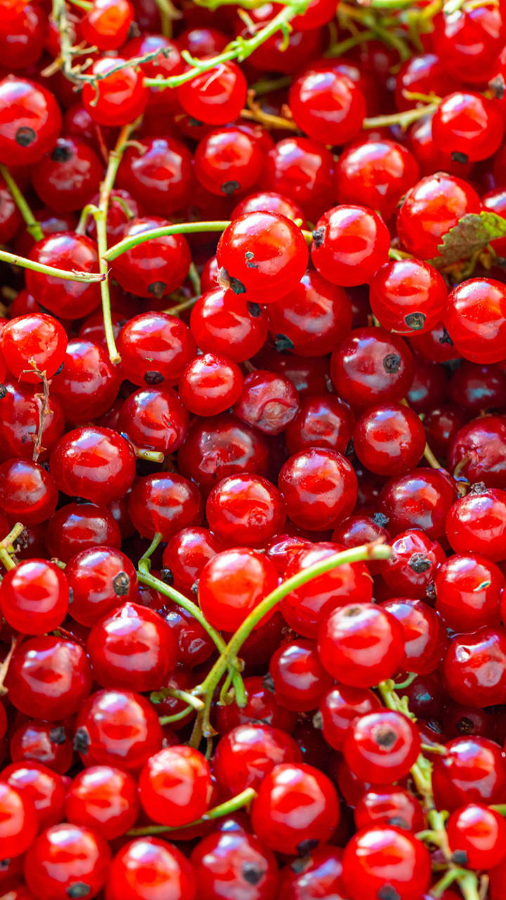 Новинка! Порічка "Святкова" 2х річна (відмінний, десертний смак), фото 1