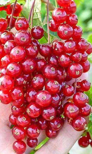 Порічка «Ласуня» 2х річна (сорт високоврожайний, зимостійкий, ранньосереднього терміну), фото 1