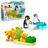 Конструктор LEGO DUPLO Сімейства диких тварин: пінгвіни та леви 10 деталей (10442), фото 3