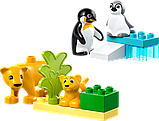 Конструктор LEGO DUPLO Сімейства диких тварин: пінгвіни та леви 10 деталей (10442), фото 5