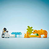 Конструктор LEGO DUPLO Сімейства диких тварин: пінгвіни та леви 10 деталей (10442), фото 11
