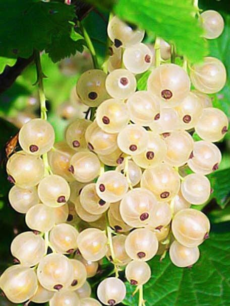 Порічка біла "Версальська" 2х річна (виведена у Франції), фото 1