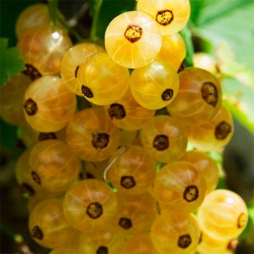 Новинка! Порічка біла "Сніжана" 2х річна (селекція українських садівників), фото 1