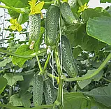 Огірок Євро Пік F1, 10 шт, фото 2