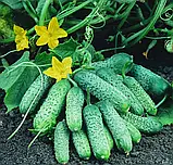 Огірок Пасамонте F1, 10 шт, фото 2