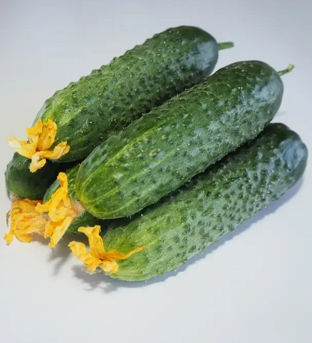 Огірок Мадейра F1, 10 шт, фото 1