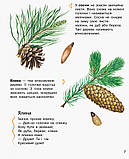 Дитяча енциклопедія про ліс 614016 для дошкільнят, 32 сторінки, вивчаємо природу, фото 2