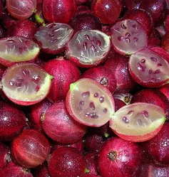 Новинка! Агрус безшипний "Консул" (гібридна селекція, середнього терміну)