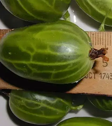 Новинка! Агрус "Княжич" (потребує мінімального догляду)