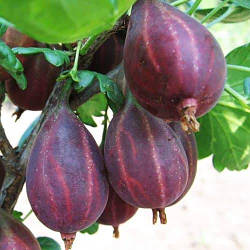 Агрус "Серенада" (смачні, великі ягоди, збирати їх одне задоволення)