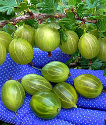 Агрус "Зелений дощ" (кущ буквально усипаний ягодами)