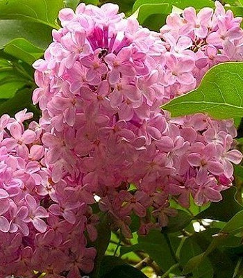 Бузок "California Rose"