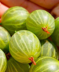 Агрус "Донецький великоплідний" (Український сорт, ранній термін дозрівання)