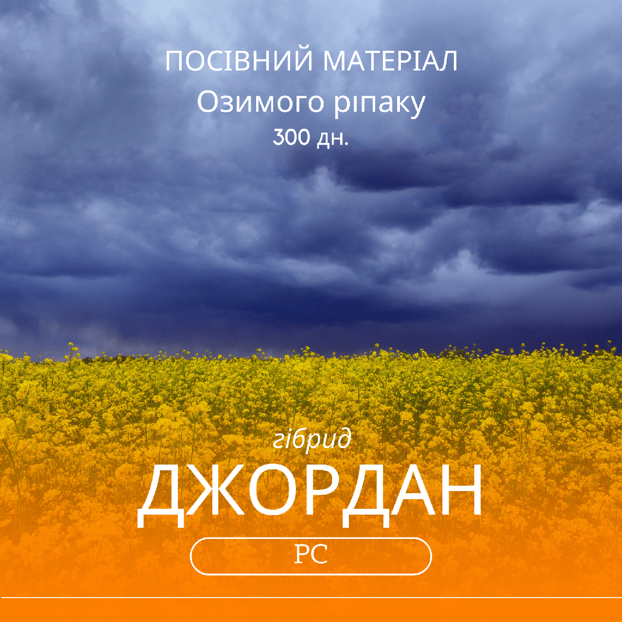 Насіння озимого ріпаку ДЖОРДАН РС / гібрид 300 дн. середньоранній