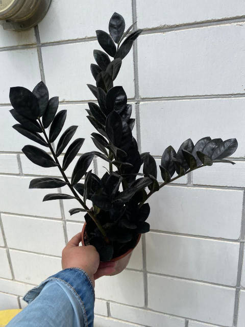 Замиокулькас Равен чёрный принц ( висота 65 см), цена: 885