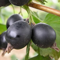 Новинка! Агрус "Чорномор" (стійкість до вірусних захворювань)