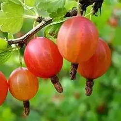 Агрус "Тясмин" (це один з найсмачніших сортів)