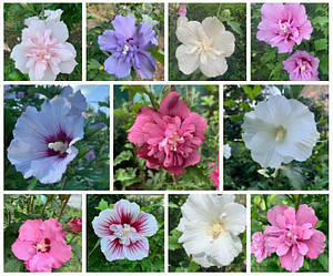 Насіння гібіскусів деревовидних сортових 11 сортів (по 3 насінини)
