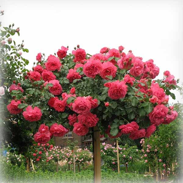 Троянда штамбова Розаріум Ютерзен (Rosarium Uetersen)