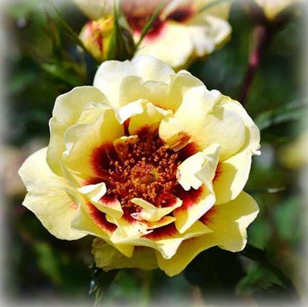 Троянда штамбова Глоріус Бебілон Айс (Glorious Babylon Eyes), фото 1