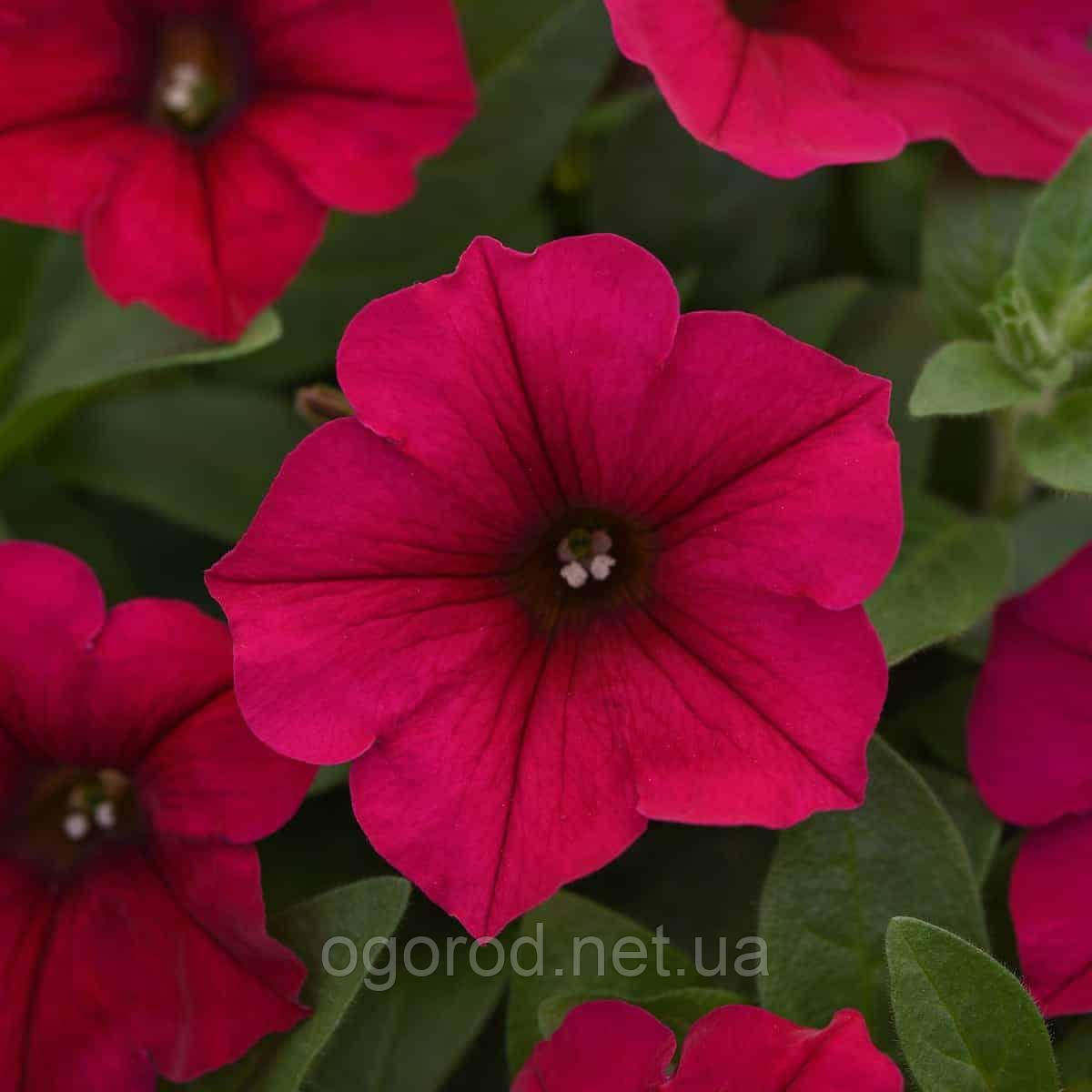 Петунія Вейв 5 шт насіння PanAmerican Seed Carmine Velour