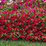 Петунія Вейв 5 шт насіння PanAmerican Seed Carmine Velour, фото 3