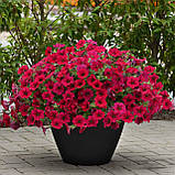 Петунія Вейв 5 шт насіння PanAmerican Seed Carmine Velour, фото 4