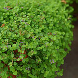 М'ята декоративна Ornamental Mint Mini 10 шт(мультідраже) насіння PanAmerican Seed, фото 4