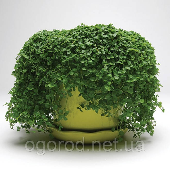 М'ята декоративна Ornamental Mint Mini 10 шт(мультідраже) насіння PanAmerican Seed
