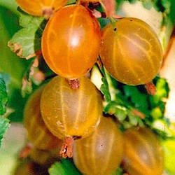 Новинка! Агрус безколючковий "Медовий" (тривале плодоношення)